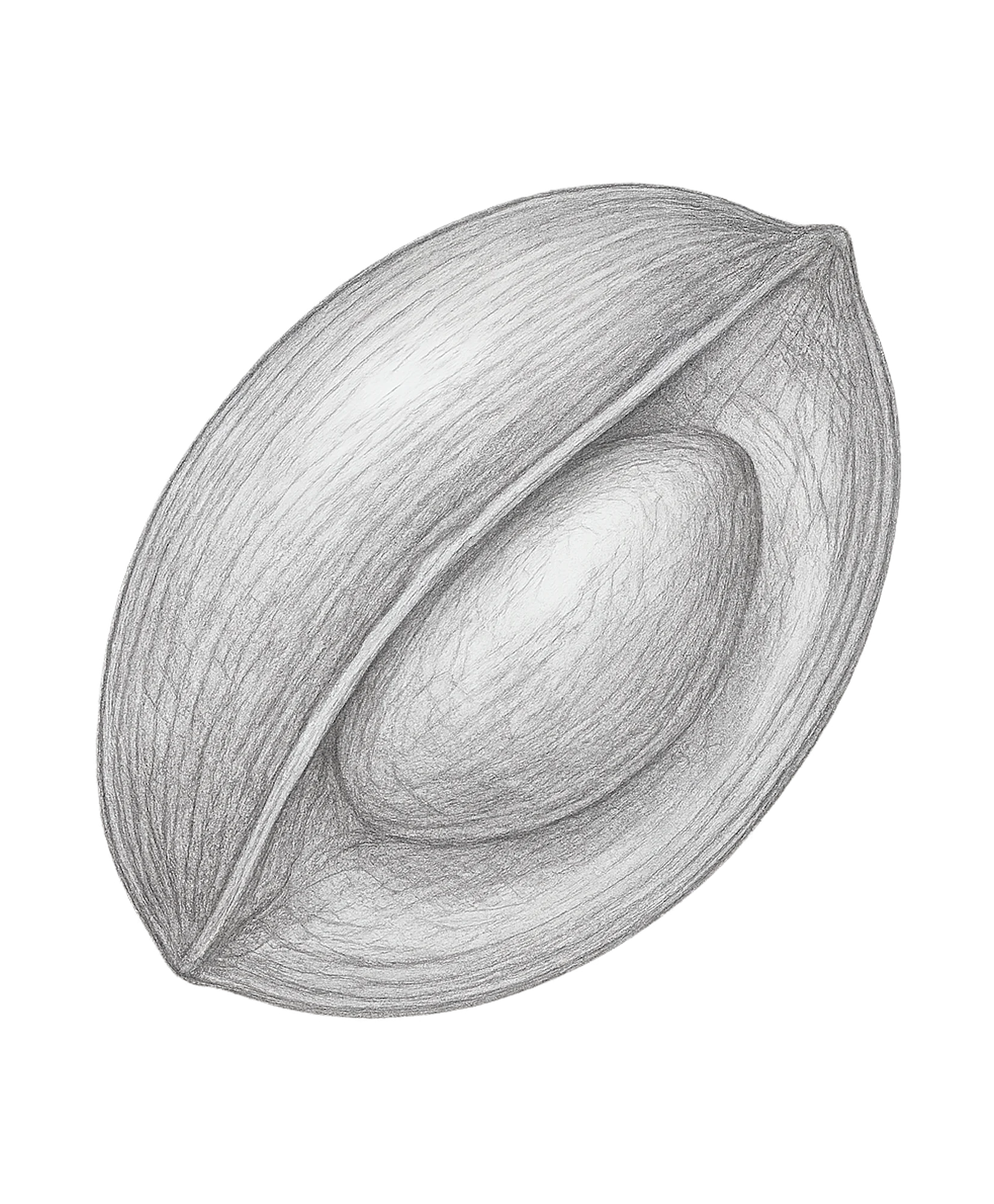 Chleopatra argan olie argania spinosa 5714321000001 nød